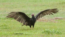 Once it left the deck, the vulture stretched its wings in the yard.