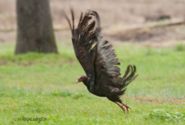 The tattered wings of the turkey vulture look lacy in an attempt to fly.
