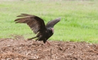The turkey vulture makes its way to the garden area.