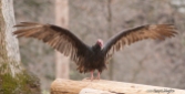 The turkey vulture airs its wings while standing on a post pile.