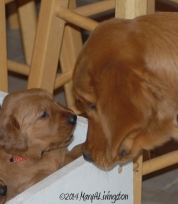 Blitz puppy meets a young Hawk.