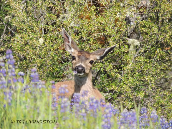 doe, deer, lupine, wildflowers, spring, photography, wildlife