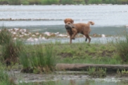 Kinta crosses water, land, water, land, water, and finally land for the final bird. A difficult retrieve for a young dog,