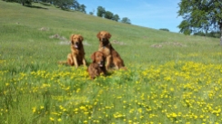A nice shot of Blitz (front) with Kinta and Sailor in a patch of frying-pan poppies.