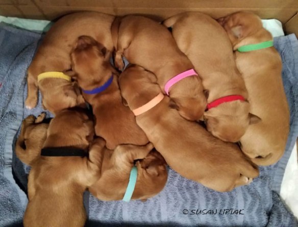 puppies, golden retriever, puppy, dogs