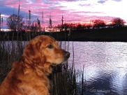 Sailor in a late winter sunset with ducks on the pond at our place.