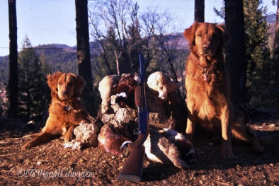 1989 - Great-great-great-Granddam, Kate, 6-months-old, after a pheasant hunt with Bo. (great-great-great-grandsire)
