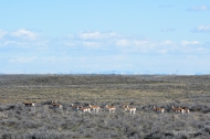 We enjoyed the antelope in both Idaho and Montana.