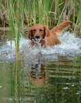 Tasha slips into the pond in an attempt to escape the pesky puppy.
